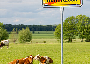 Hinter dem Ortsausgangsschild von Kühnitzsch grasen Kühe auf saftig grüner Wiese.