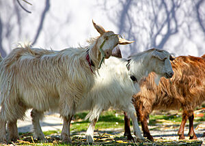 Drei verschiedenfarbige Langhaar-Schafe in Zentral-Albanien.