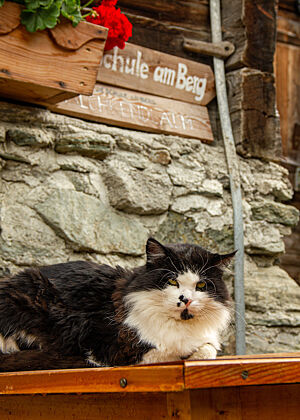Eine Katze hat es sich auf einem Holzgeländer vor der Kalchkendlalm, der Schule ab Berg, gemütlich gemacht. 