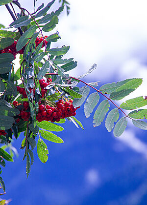 Der Zweig eines Vogelbeerenstrauches mit leuchtenden Früchten. Im Hintergrund lässt sich das Alpenpanorama erahnen.