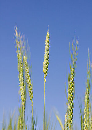 Einzelne Weizenähren vor blauem Himmel.