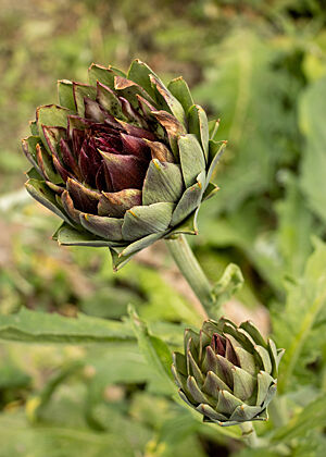 Artischocken im Garten von Adriana Cucinelli. Die Artischocken von Adriana haben Innen dunkelrote, spitzige Blätter, die nach außen graduell silbrig-grün werden.