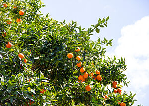 Ein Orangenbaum mit reifen Früchten vor einem strahlend blauen Himmel.