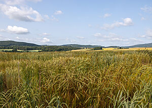 Blick über der Dinkelzuchtgarten am Meißner. Im Hintergrund eine sanfte Hügellandschaft.