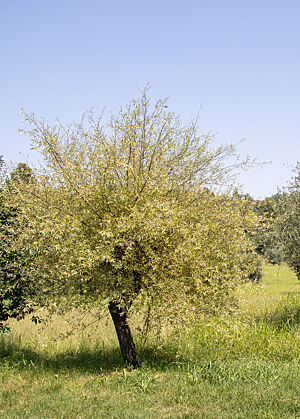 Das junge Grün der Olivenbäume leuchtet hell gegen den blauen Himmel.