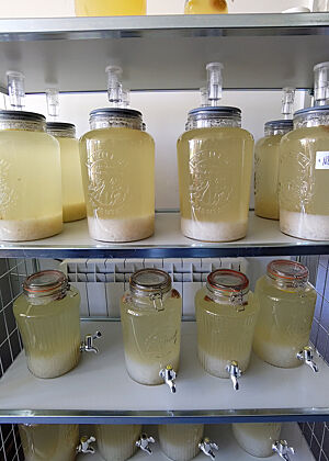 Noch mehr Fermentationsversuche an der Ballymaloe-Kochschule. Gläser mit einer gelblichen Flüssigkeit stehen in einem Regal.