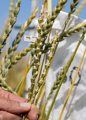 Körner wachsen in den zur Befruchtung aufgeschnittenen ehemaligen Blütenständen des Dinkels. Der Beginn neuer Sorten. Detailaufnahme von zur Befruchtung aufgeschnittenen Dinkel-Blütenständen.