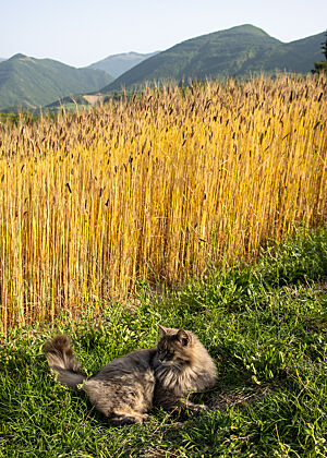 Die Hauskatze sonnt sich vor dem Emmer-Feld der Bäckerei Il Gentil Verde in Acqualagna. Vor einem strahlend gelben Emmer-Feld liegt eine graue Langhaarkatze im grünen Gras.