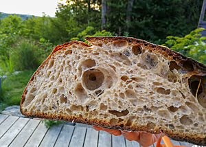San Francisco Sourdough Bread mit mehr oder weniger „Honeycomb“-Textur. Das kräftig ausgebackene Sauerteigbrot zeigt im Anschnitt seine grobe Porung.