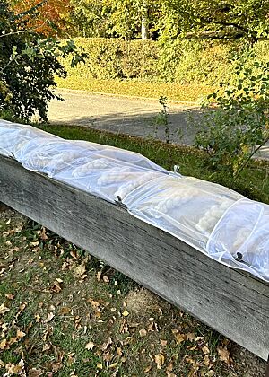 Auf einem abgeflachten Baumstamm liegen Backbleche mit den fertig geflochtenen Zöpfen abgedeckt zur Stückgare. 