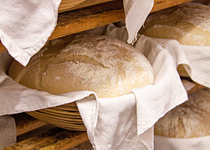 Die Bauernbrot-Teiglinge kurz vor dem Einschießen. Die Bauernbrot-Teiglinge liegen in mit Leinen ausgelegten Gärkörben auf Stückgare.