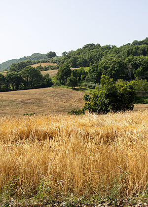 Die goldenen Ähren eines Einkornfeldes stehen auf einem Feld vor einem grünen Wald.