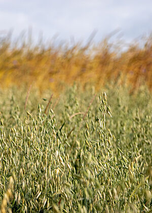 Dinkel im Hintergrund, Hafer im Vordergrund. Die goldfarbenen Dinkelähren ragen im Hintergrund über die grünen Ähren des Hafers im Vordergrund.