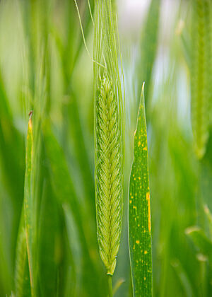 Einkorn Eine hellgrüne Einkornähre im Feld.