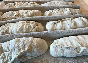 Vorgeformte Baguette-Teiglinge. Die vorgeformten Baguette-Teiglinge liegen, durch Tuchfalten von einander getrennt, eng an eng im gestaubten Bäckerleinen.