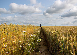Ein schmaler Fußweg zwischen zwei benachbarten Feldern mit Bio-Dinkel und konventionellem Weizen.