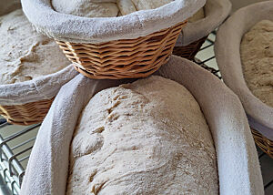 Die Weizensauerteigbrot-Teiglinge im Gärkorb auf Gare. Nach dem Formen reifen die Teiglinge für den "Bloomer" ca. 1 Stunde im Gärkorb.