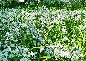Glöckchen-Lauch in einem Park neben der Ballymaloe-Kochschule. Ein Meer aus weißen Blüten des Glöckchen-Lauches, im Hintergrund Bäume und ein steinernes Haus.