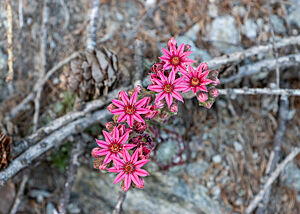 Viel Natur um Plawenn in Südtirol. Eine blühende Berg-Hauswurz hebt sich in kräftigem Rosa von dem Grau des steinigen Bodens ab.