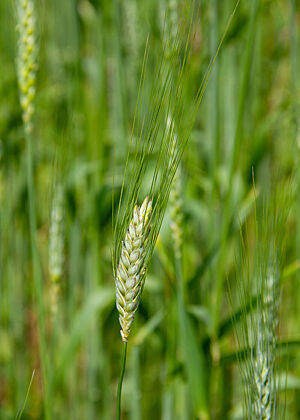 Eine kurze, begrannte Weizenähre in der Blüte