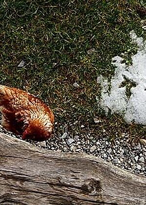 Das Huhn genießt den letzten Schnee und legt regelmäßig Eier für Frühstück und Bäckerei.