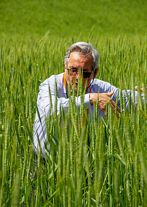 Ein älterer, grauhaariger Mann mit Sonnenbrille gestikuliert mitten im Getreidefeld.
