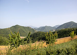 Ein Blick in die weite Landschaft: im Vordergrund kleine Obstbäume, dann ein goldenes Emmer-Feld und dahinter bis zum Horizont grün bewaldete Hügel.