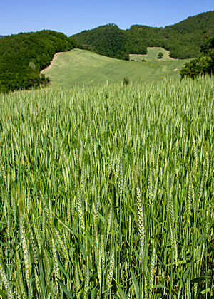 Ein leuchtend grünes Feld mit Weizenähren.