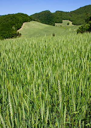 Populationsweizen Ein leuchtend grünes Feld mit Weizenähren.