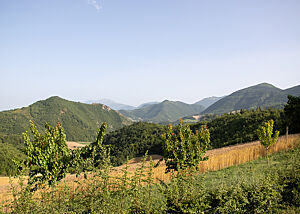 Das Emmer-Feld der Bäckerei Il Gentil Verde in Acqualagna. Ein Blick in die weite Landschaft: im Vordergrund kleine Obstbäume, dann ein goldenes Emmer-Feld und dahinter bis zum Horizont grün bewaldete Hügel.