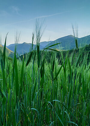 Ein grünes Getreidefeld vor Bergkulisse in der Dämmerung.