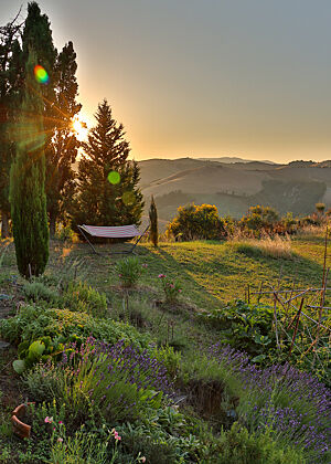 Die Sonne geht hinter Zypressen am Horizont unter. Im Vordergrund sieht man einen grünen Bauerngarten mit Lavendelsträuchern.