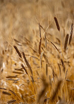 Die Einkorn-Halme sind bräunlich auf goldenen Halmen.