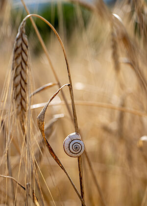 Schnecke auf einem Emmer-Halm von Prometeo. Ein kleines, weißes Schneckenhaus hängt an einem Emmer-Halm, dessen Ähre sich nach unten neigt.