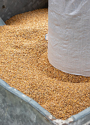 Der Silo der Mühle ist mit goldbraunem Getreide gefüllt.
