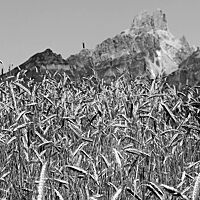 Ein schwarz-weiß Foto zeigt ein Roggenfeld im Vordergrund und einen Gebirgshügel im Hintergrund.