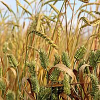 Verschiedene Landsorten wurden zusammen als Mischung auf einem Feld angebaut.