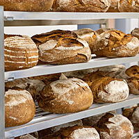 In einem Regal liegen einige Dutzend frisch gebackener Brote mit eingeschnittener und rustikal aufgerissener Kruste zum Auskühlen.