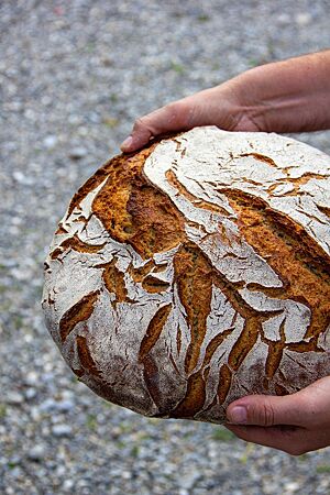 Der große, runde Laib Bauernbrot hat eine bemehlte Kruste und ist goldbraun ausgebacken.