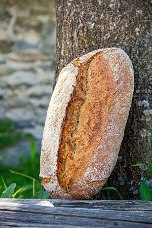 Hüttwinkler Dinkelbrot. Das hellbraun ausgebackene, der Länge nach mittig aufgerissene Hüttwinkler Dinkelbrot mit leicht bemehlter Kruste lehnt an einem Baumstamm.