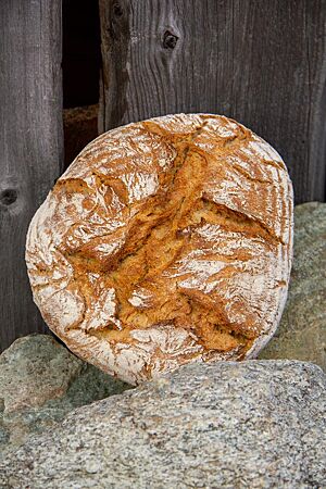 Pane Rustico (weicher Teig). Das kräftig ausgebackene, leicht bemehlte Pane Rustico aus weichem Teig lehnt an einigen großen Steinen.