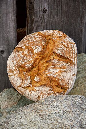 Das kräftig ausgebackene, leicht bemehlte Pane Rustico aus weichem Teig lehnt an einigen großen Steinen.