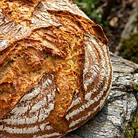 Das rustikale Brot ist kräftig ausgebacken und hat eine krosse Kruste.