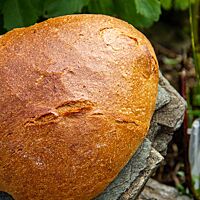 Die Kruste des genetzten Brotes ist sehr glatt und glänzt stark.