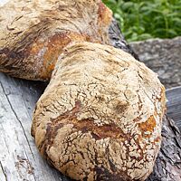 Zwei kräftig ausgebackene Weizenmischbrote mit glatter, bemehlter Kruste liegen auf rustikalen Holzbalken.