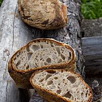 Im Anschnitt kommt die wilde, grobe Porung und die elastische Krume zum Vorschein.&nbsp;Das Brot im Anschnitt und im ganzen Laib auf rustikalen Holzbalken vor saftigem Grün.