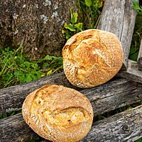 Die Kruste der Weizensauerteig-Mais-Brote ist rustikal aufgerissen und goldbraun ausgebacken.