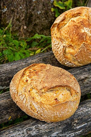 Zwei runde Weizensauerteig-Mais-Brote liegen auf einer rustikalen Holzbank.