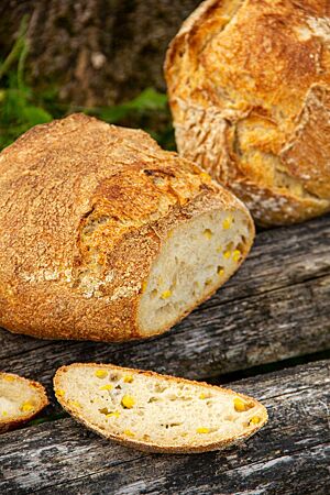 Weizensauerteig-Mais-Brot: geht auch ohne Mais. Angeschnitten ermöglicht das Weizensauerteig-Mais-Brot einen Blick auf die lockere, luftige Krume mit den eingearbeiteten Maiskörnern.