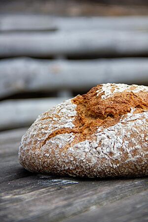 Dinkel-Einkorn-Vollkornbrot. Der knusprig ausgebackene Laib Vollkornbrot hat eine leicht bemehlte Kruste mit rustikalem Ausbund.